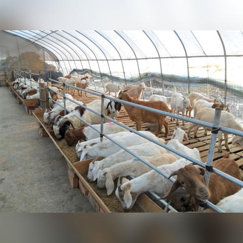我为家乡献绿材 第25页